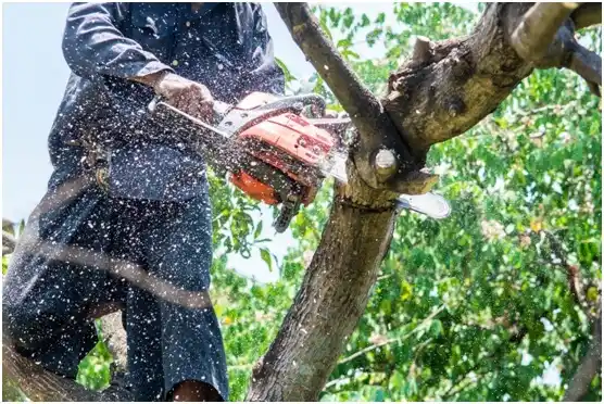 tree services Spartanburg